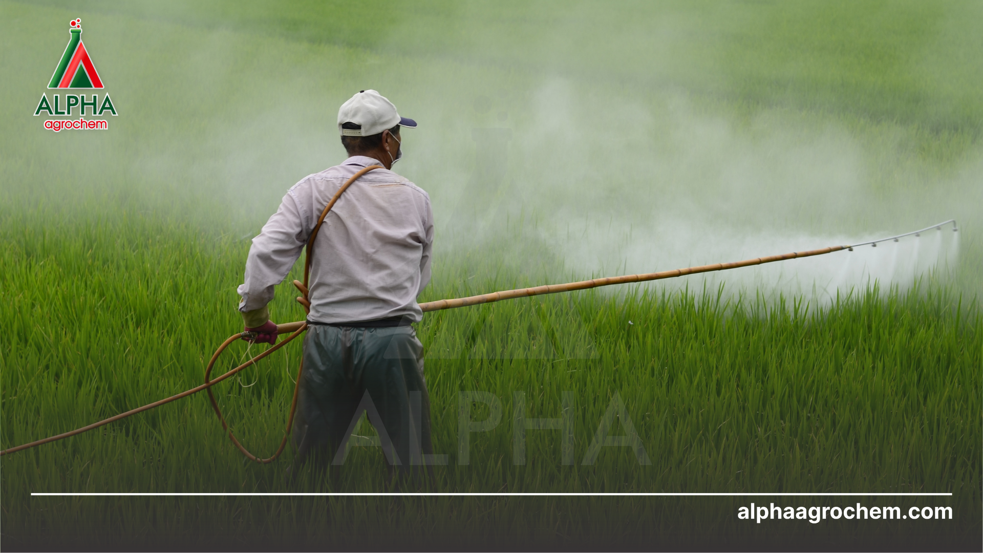 Hoạt chất Chlorfenapyr là gì Có vai trò gì trong nông nghiệp