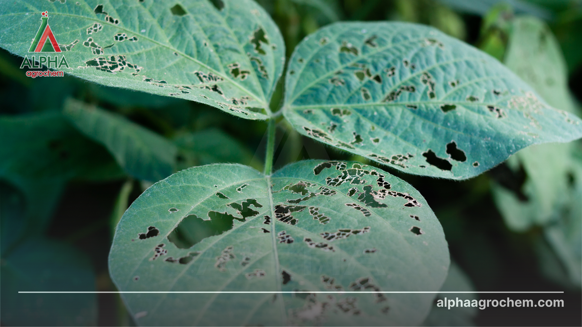 Hoạt chất Chlorfenapyr là gì? Có vai trò gì trong nông nghiệp