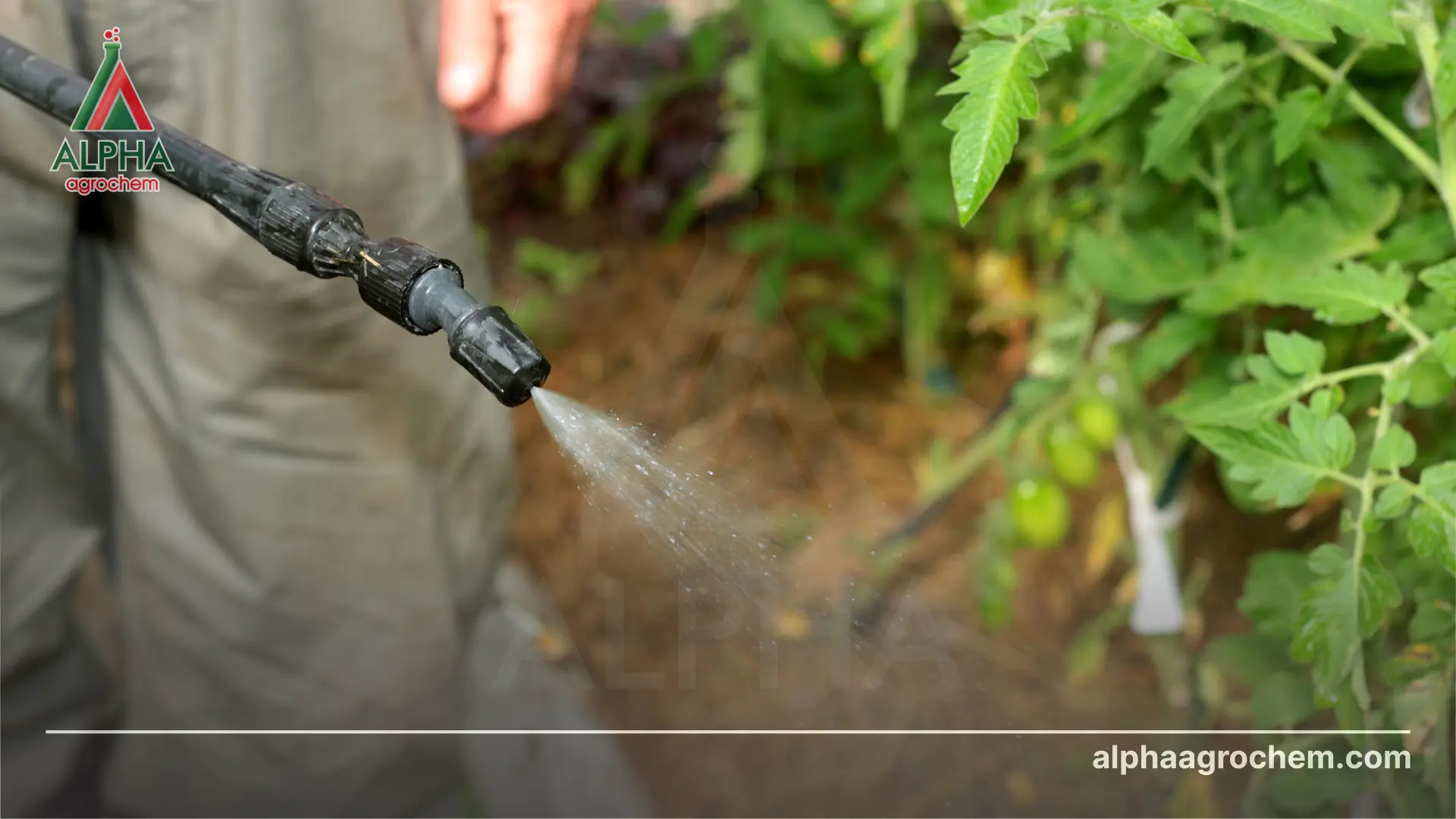 Hoạt chất Bifenthrin là gì Có vai trò gì trong nông nghiệp Alpha Agrochem