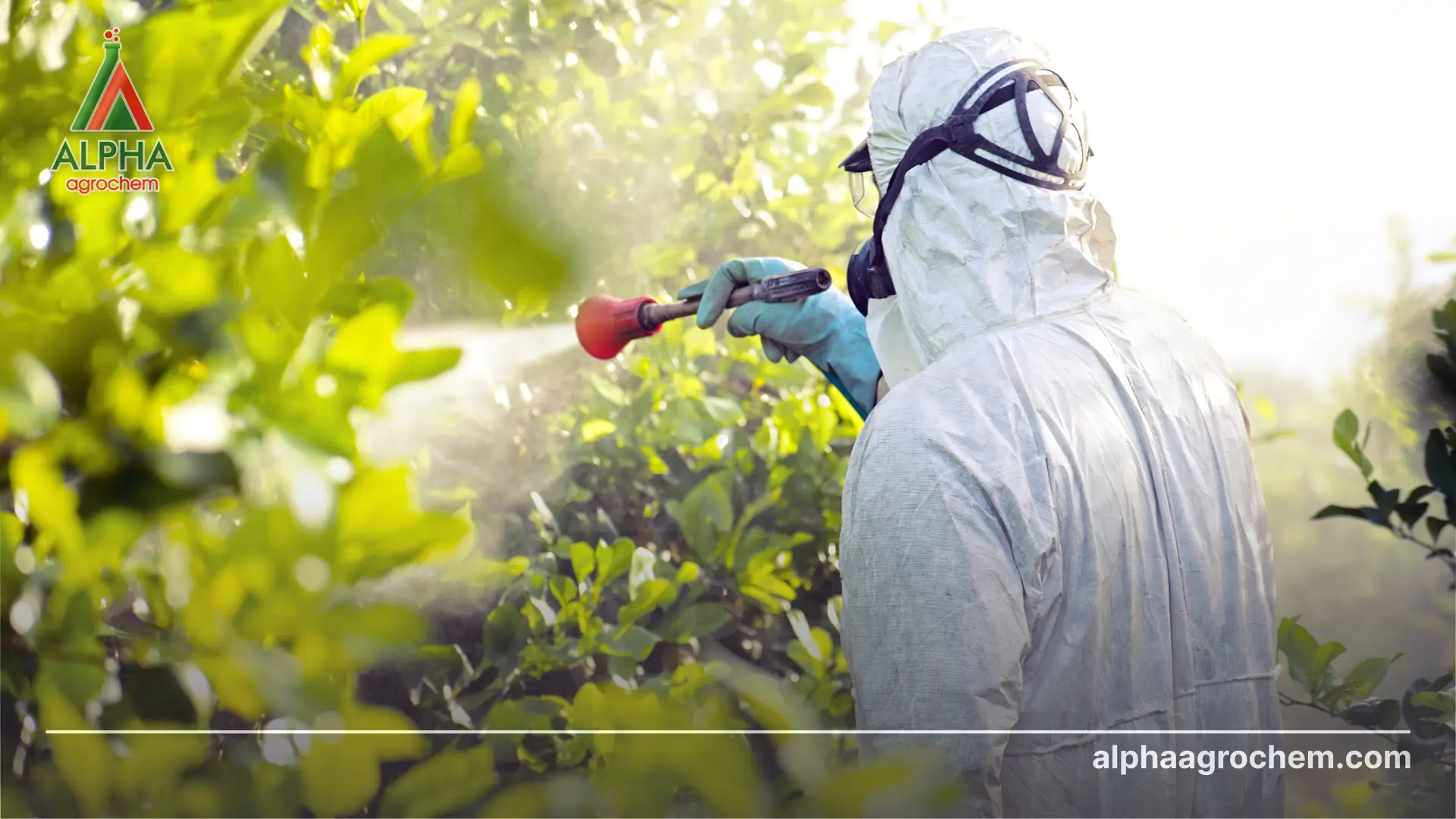 Hoạt chất Fenobucarb là gì? Có vai trò gì trong nông nghiệp?