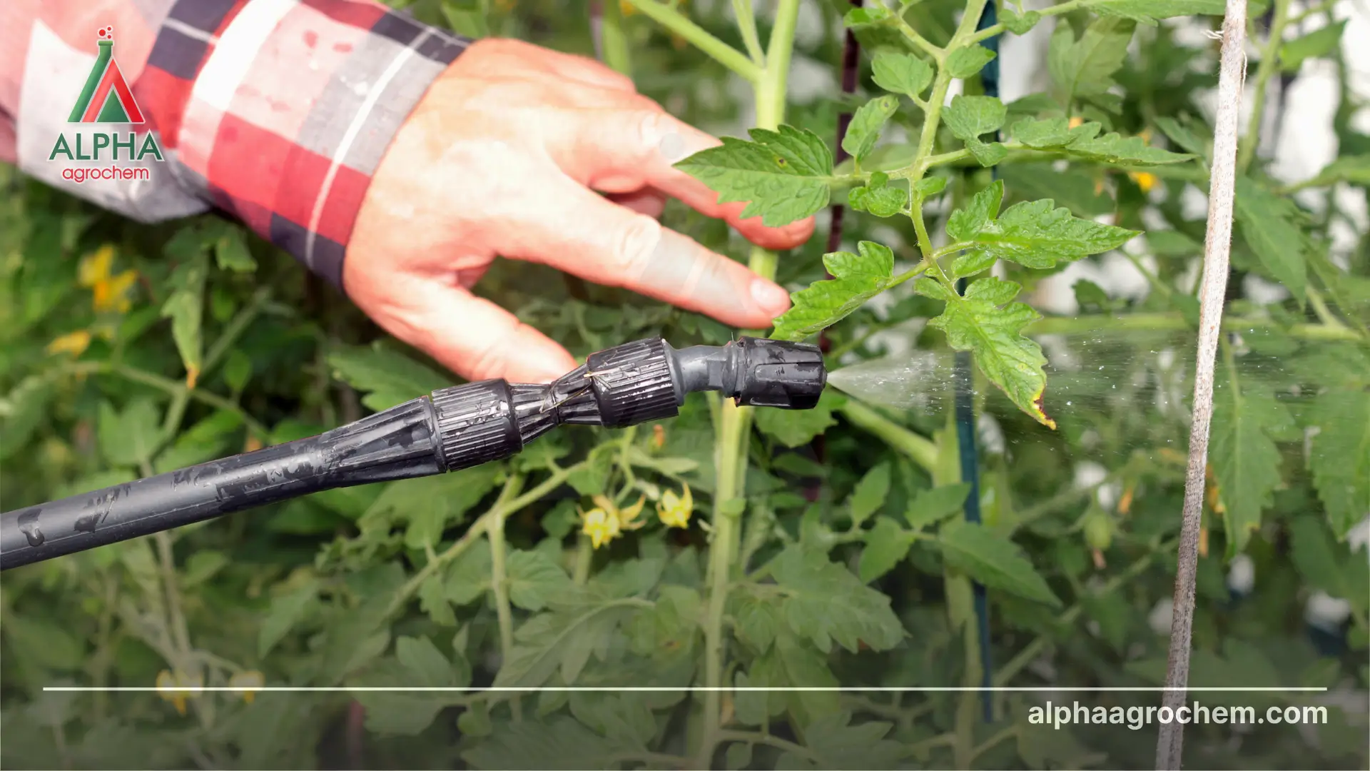 Hoạt chất Thiosultap-sodium là gì? Có vai trò gì trong nông nghiệp?