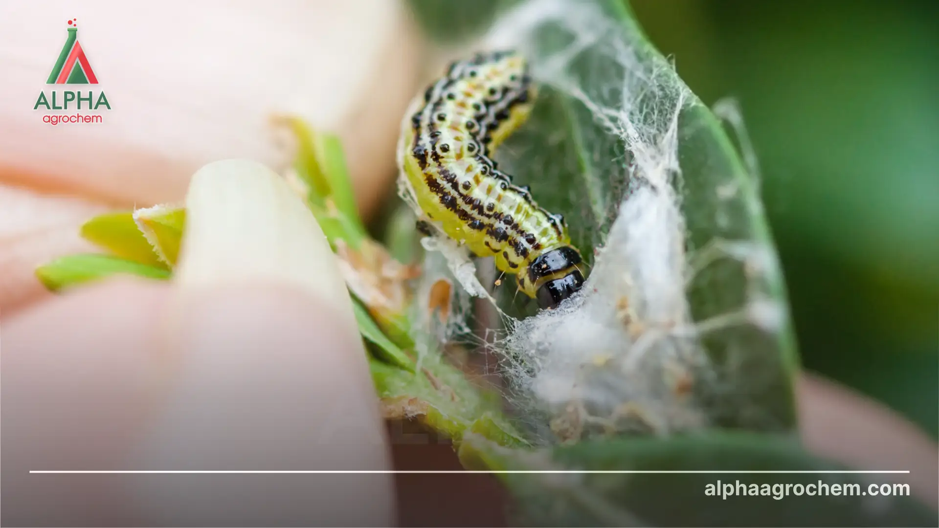 Hoạt chất Thiosultap-sodium là gì? Có vai trò gì trong nông nghiệp?