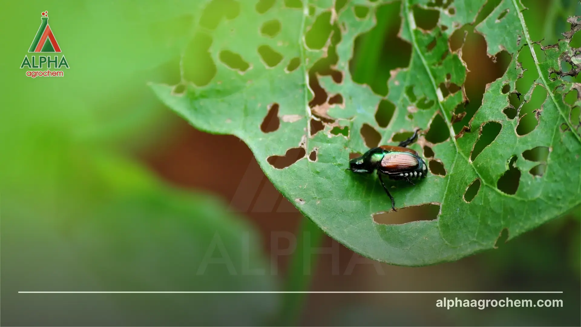 Hoạt chất imidacloprid là gì Có vai trò gì trong nông nghiệp