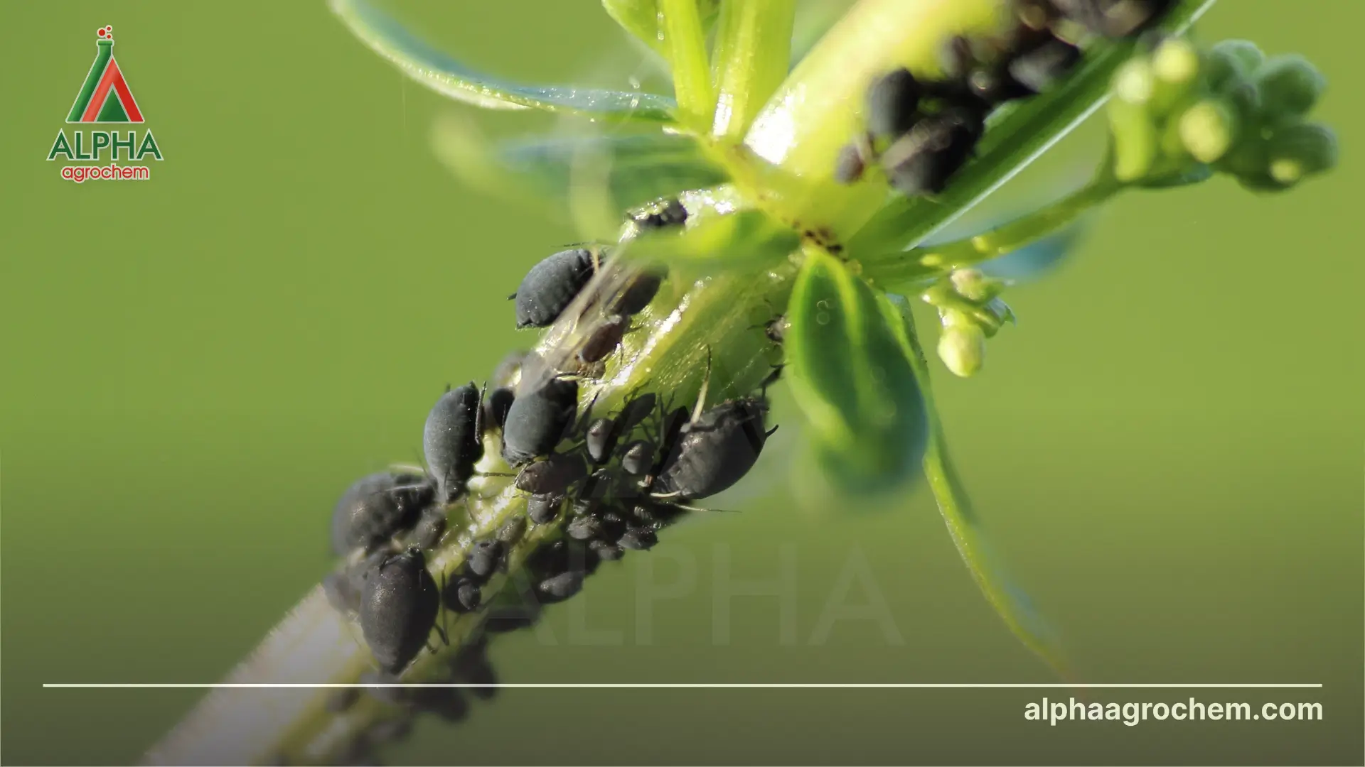 Hoạt chất imidacloprid là gì Có vai trò gì trong nông nghiệp