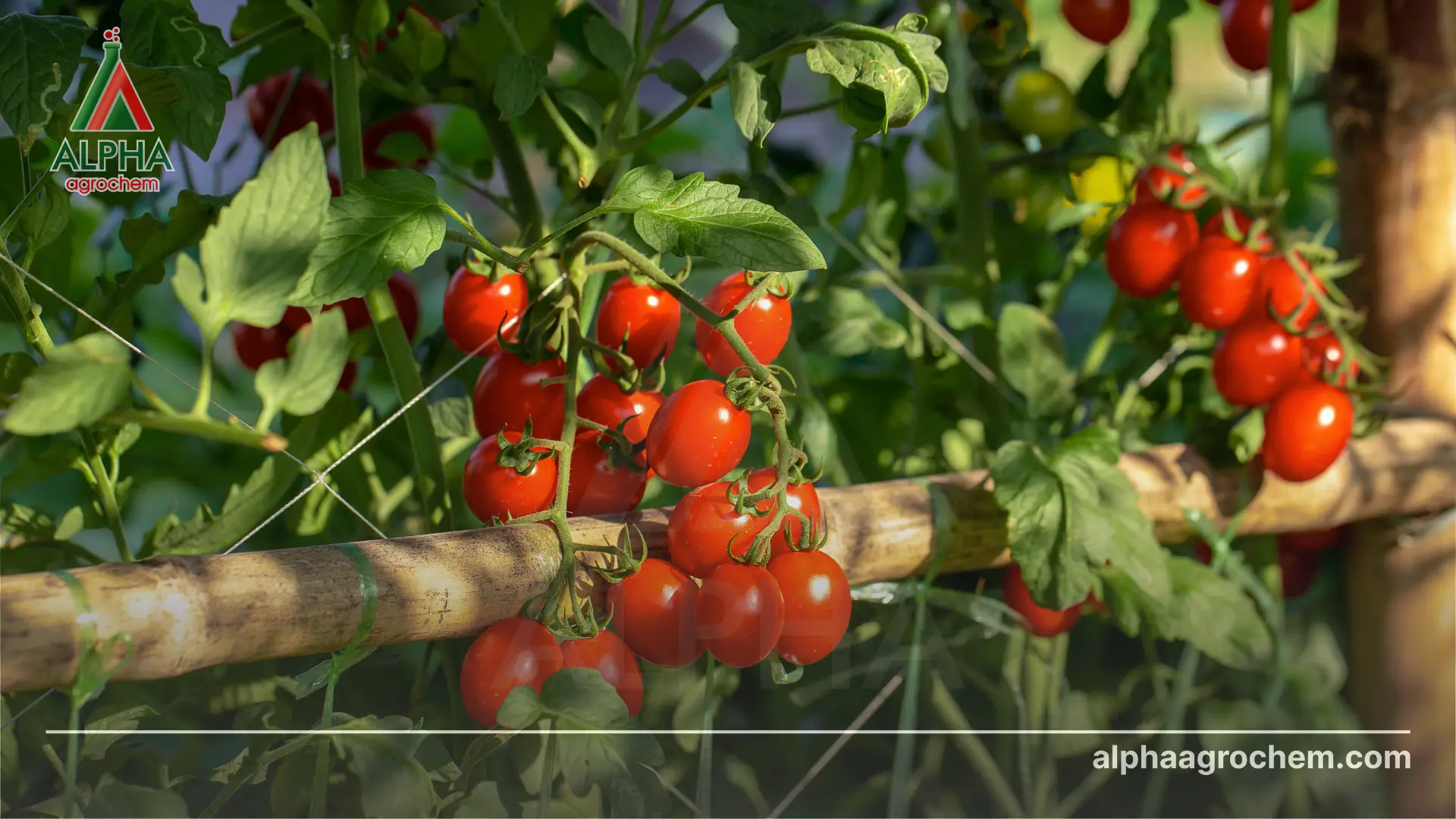 Hoạt chất imidacloprid là gì Có vai trò gì trong nông nghiệp