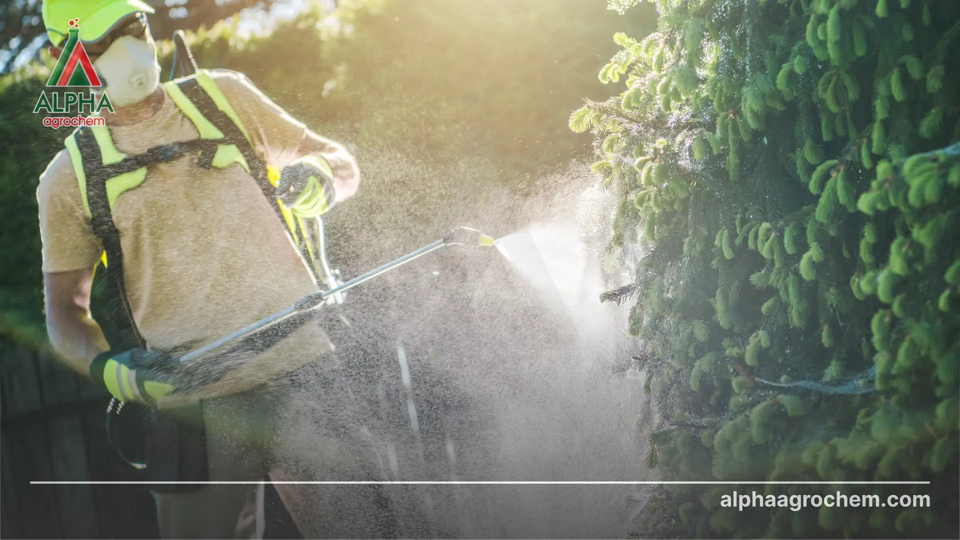 Hoạt chất imidacloprid là gì Có vai trò gì trong nông nghiệp