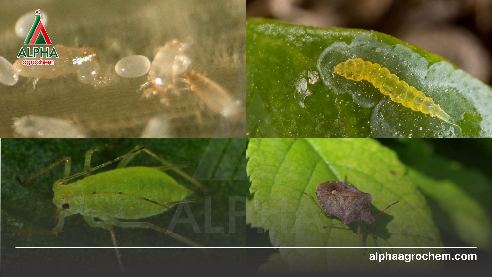 các loài sâu bệnh hại