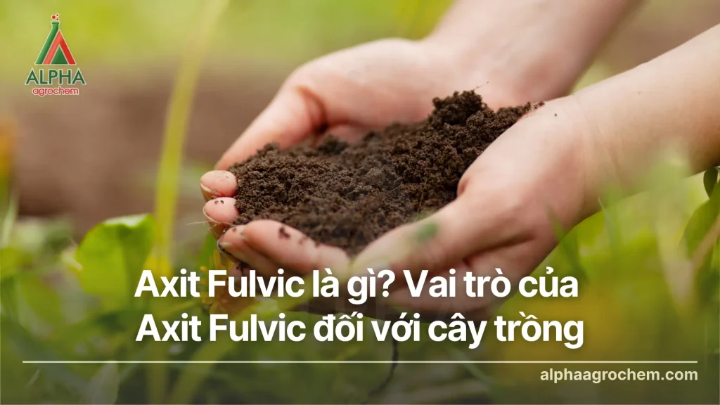 Axit Fulvic là gì? Vai trò của Axit Fulvic đối với cây trồng