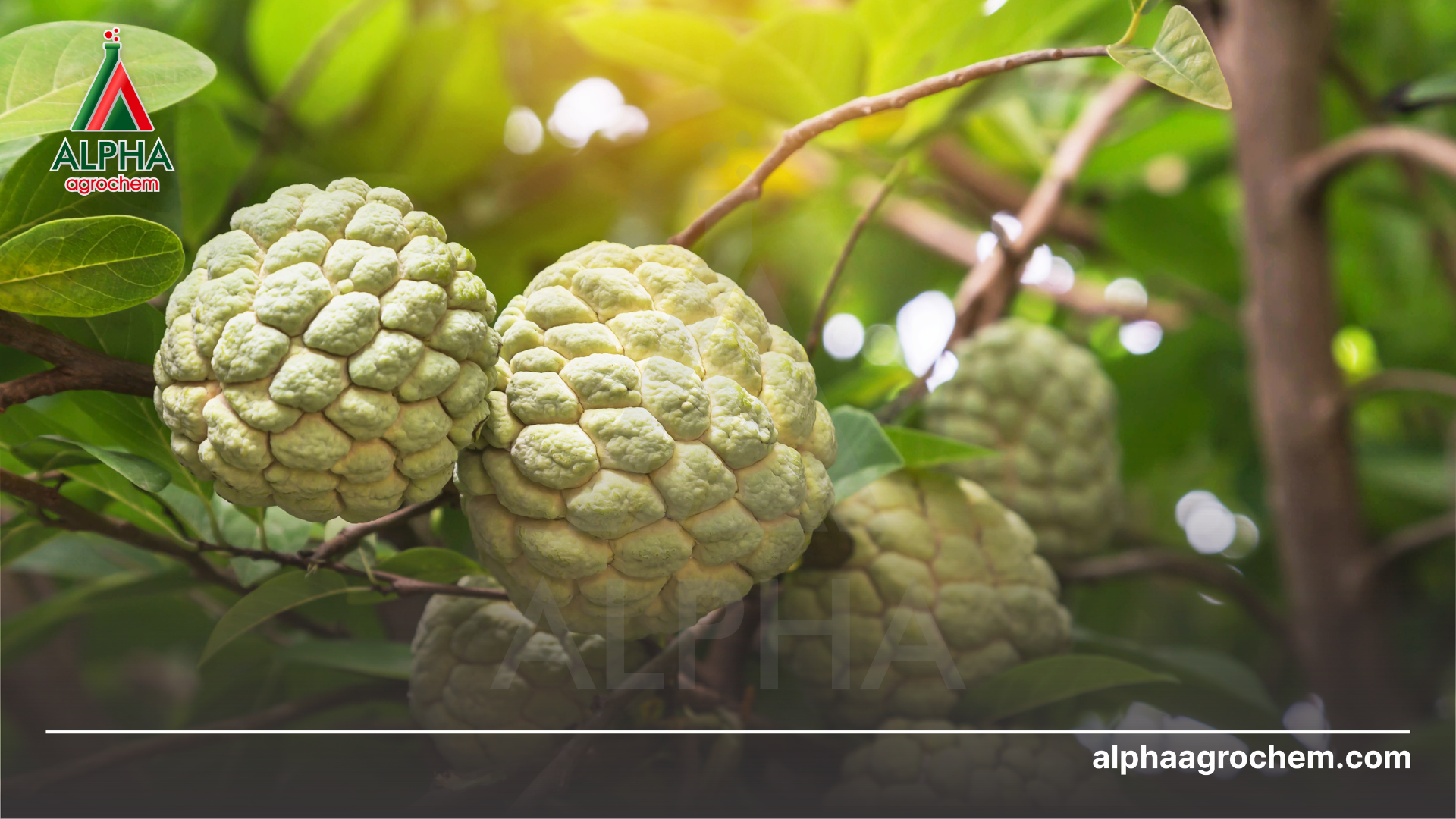 Axit Fulvic là gì Vai trò của Axit Fulvic đối với cây trồng - Alpha Agrochem