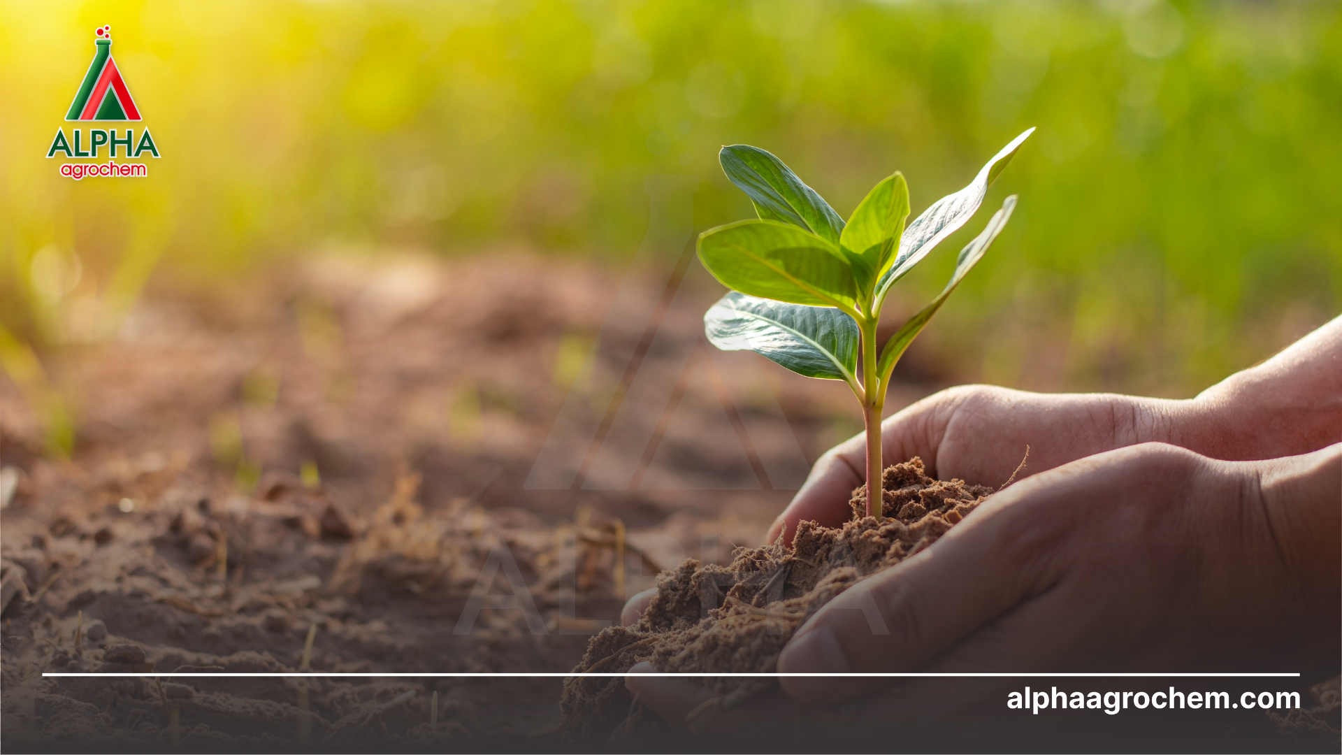  Axit Fulvic là gì Vai trò của Axit Fulvic đối với cây trồng - Alpha Agrochem