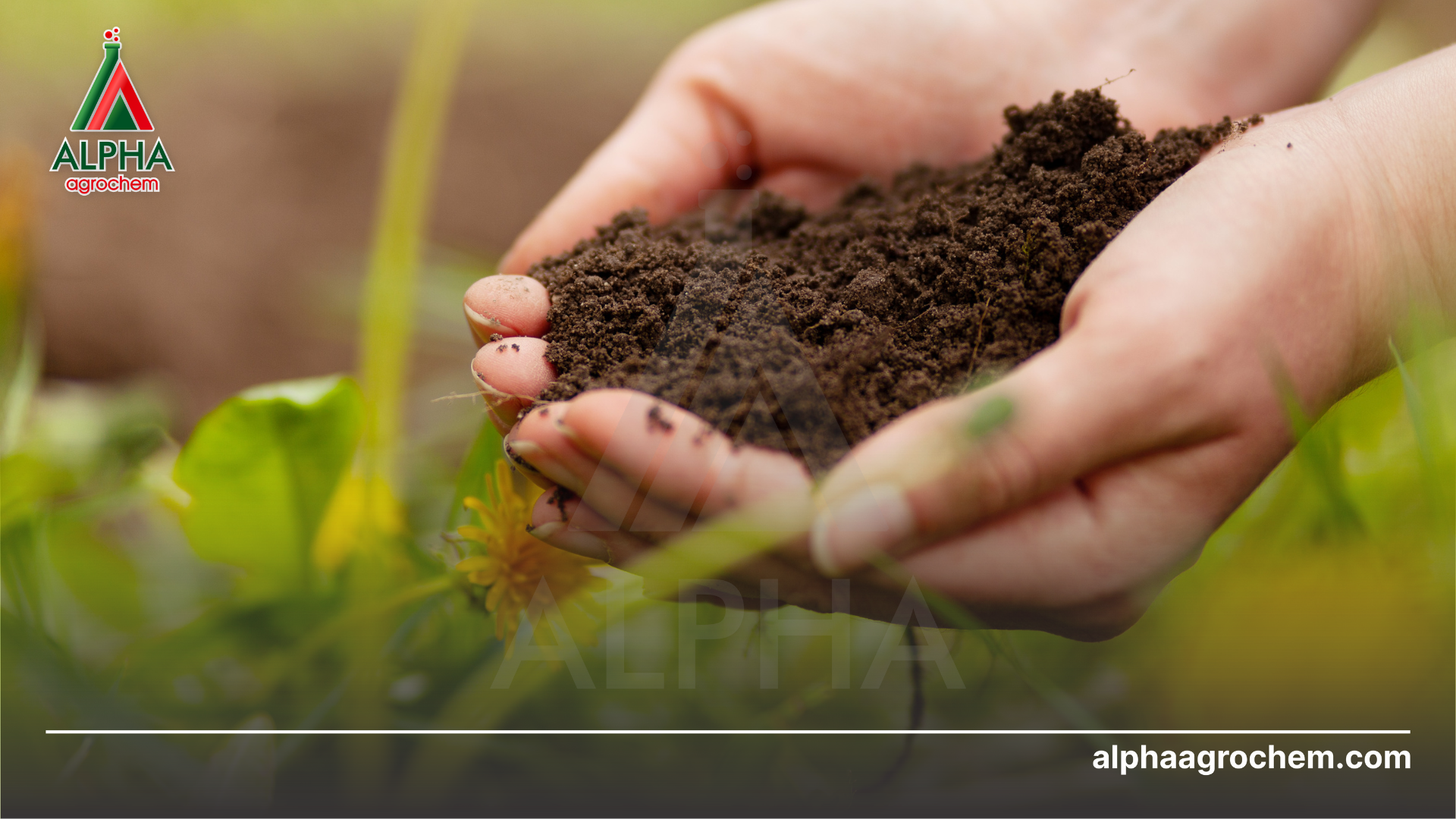  Axit Fulvic là gì Vai trò của Axit Fulvic đối với cây trồng - Alpha Agrochem