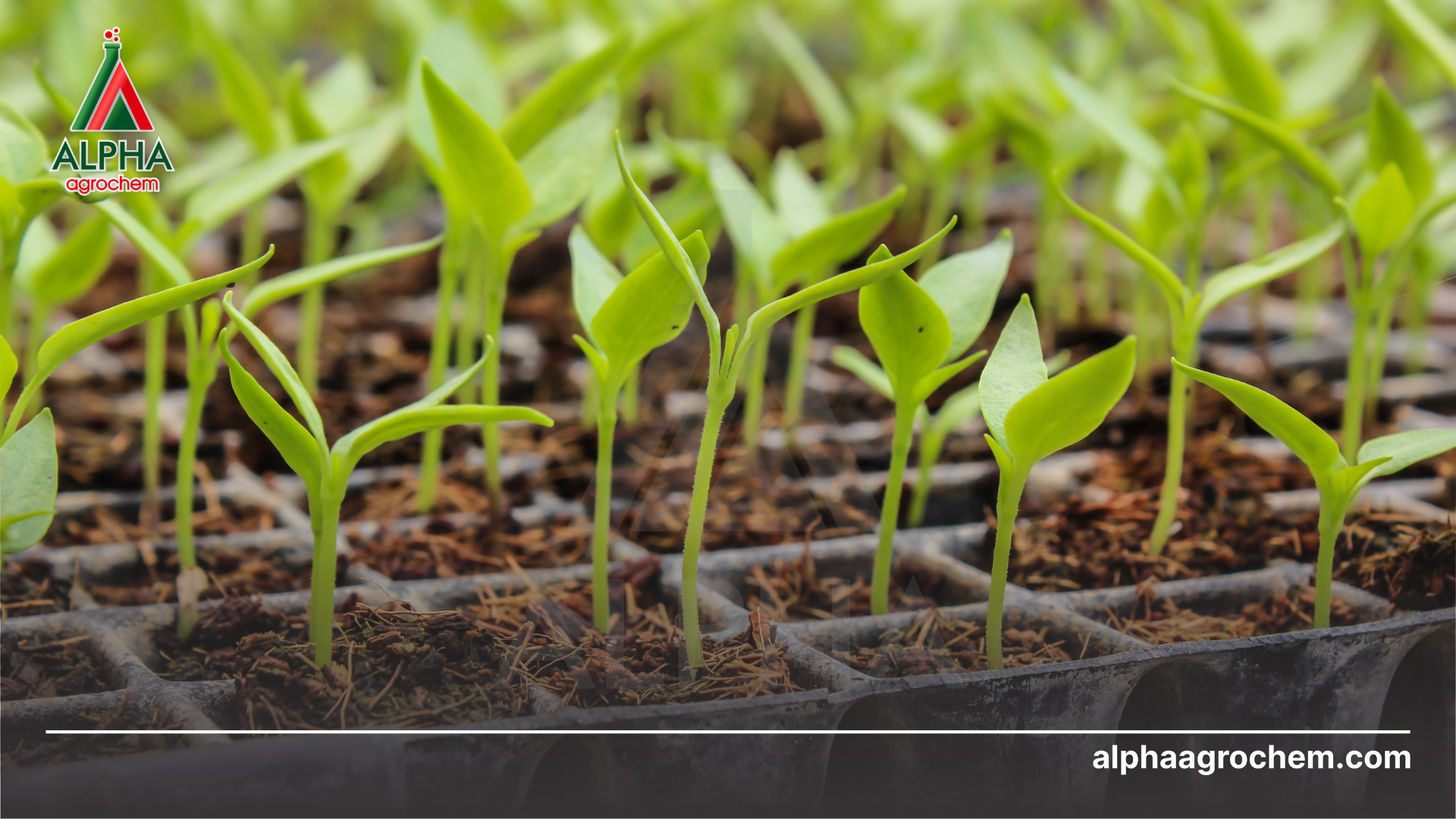 
Axit humic là gì Cần lưu ý gì khi sử dụng Axit humic - Alpha Agrochem