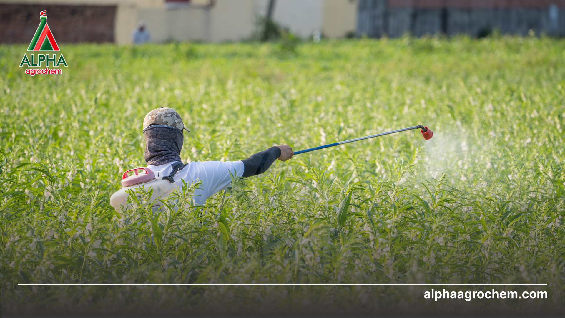 Axit humic là gì Cần lưu ý gì khi sử dụng Axit humic - Alpha Agrochem