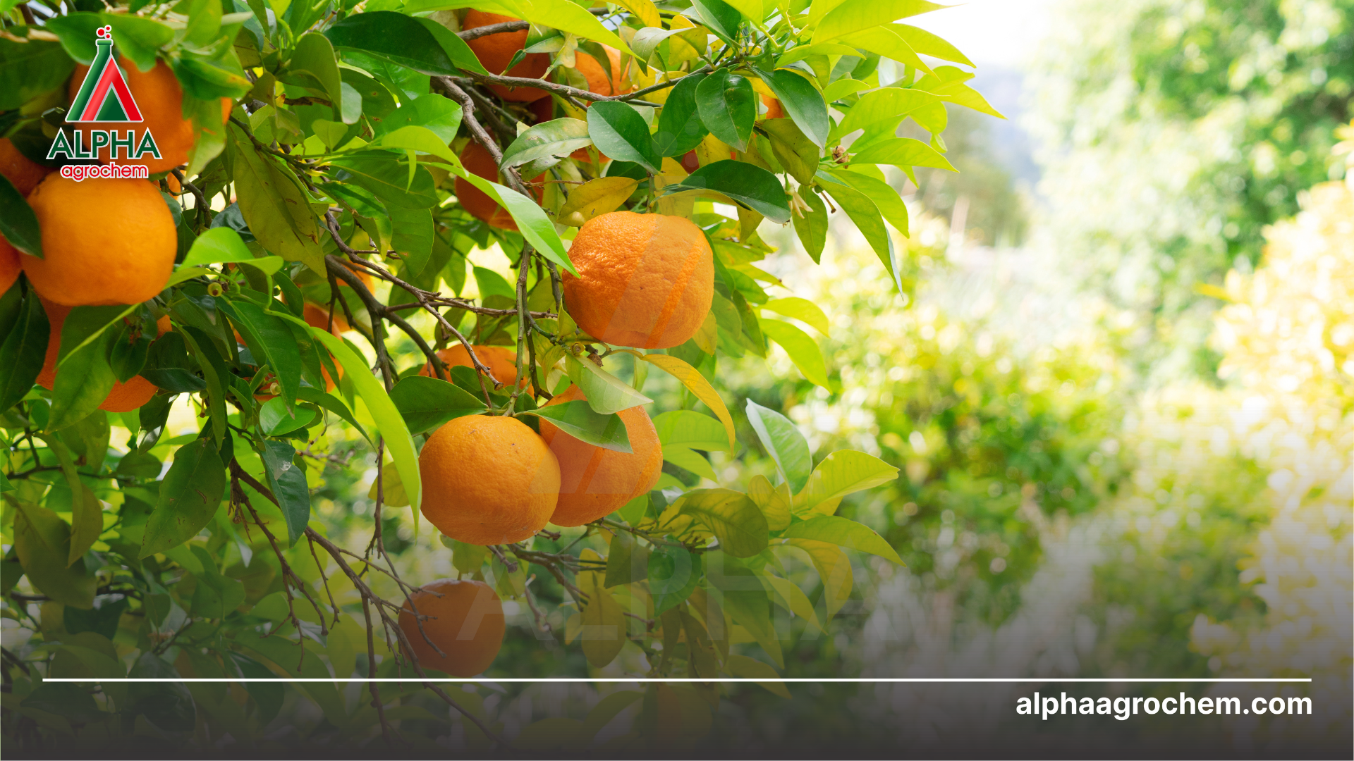 
Axit humic là gì Cần lưu ý gì khi sử dụng Axit humic - Alpha Agrochem