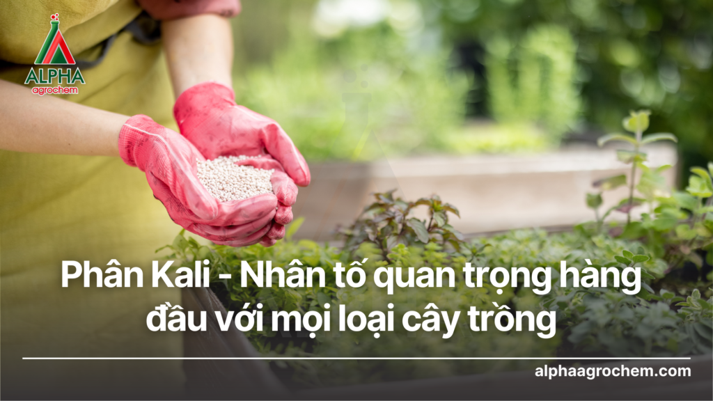 Phân Kali - Nhân tố quan trọng hàng đầu với mọi loại cây trồng