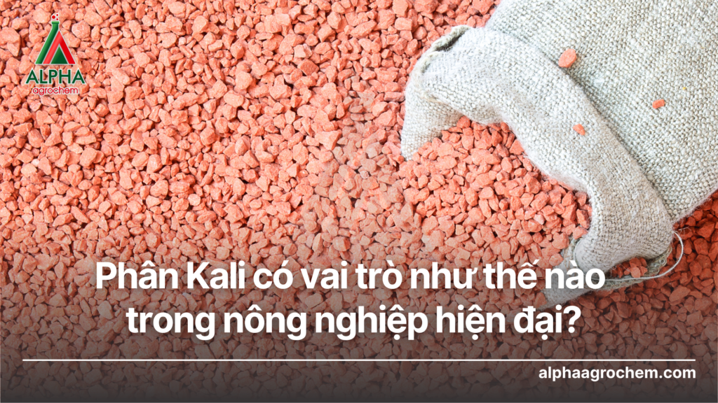 Phân Kali có vai trò như thế nào trong nông nghiệp hiện đại - alpha agrochem