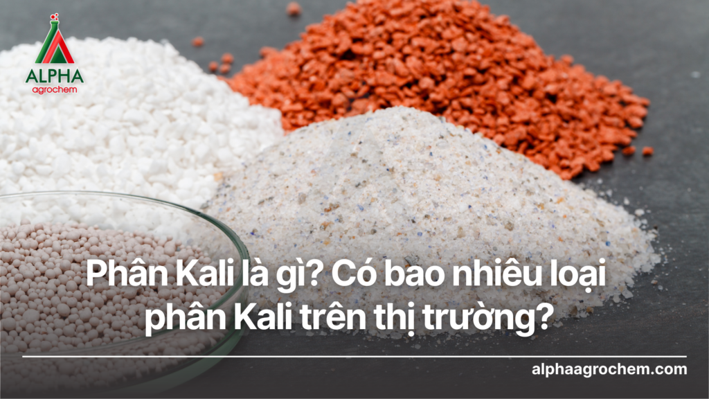 Phân Kali là gì Có bao nhiêu loại phân Kali trên thị trường - Alpha Agrochem