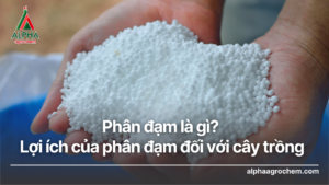 Phân đạm là gì Lợi ích của phân đạm đối với cây trồng ALpha Agrochem