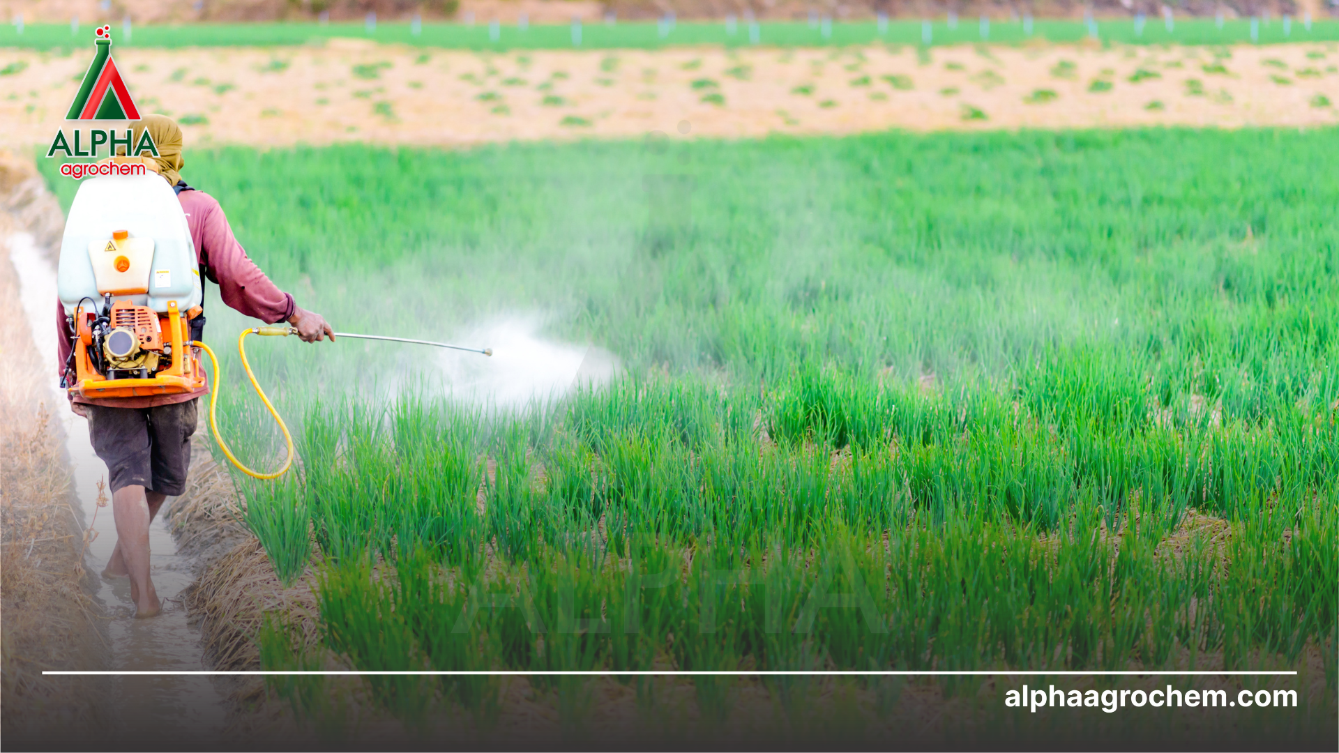 Fenobucarb và tác dụng kiểm soát dịch hại hiệu quả