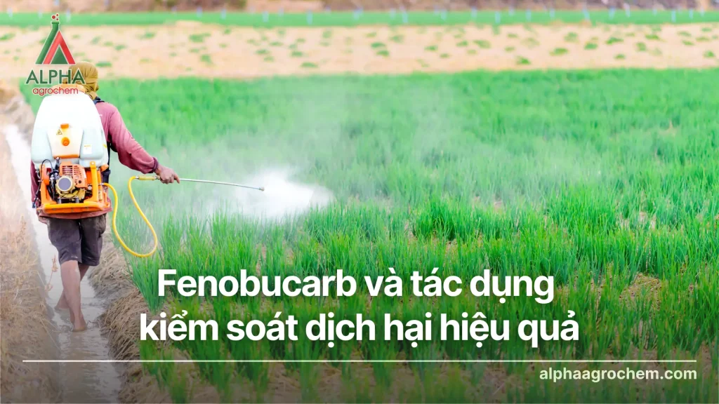 Fenobucarb và tác dụng kiểm soát dịch hại hiệu quả