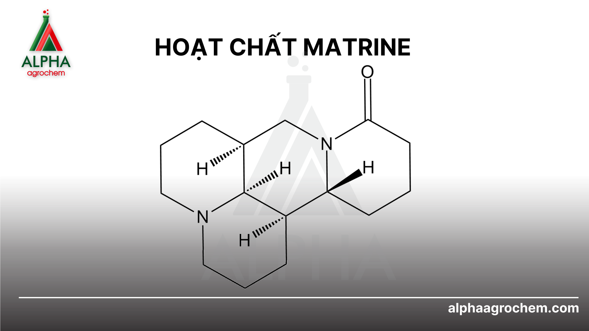 MATRINE - Hoạt chất dẫn đầu trong phòng ngừa sâu hại