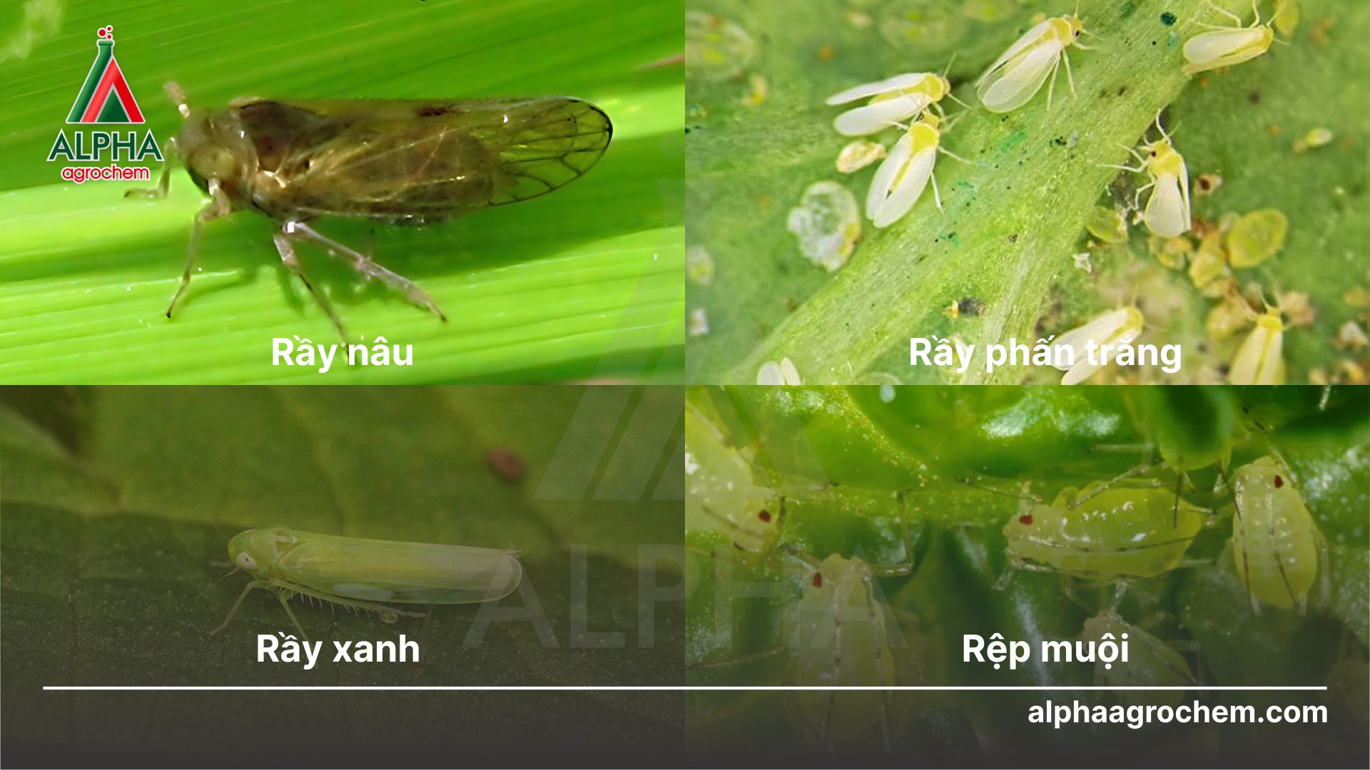 sâu hại cây trồng