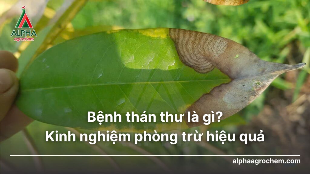 lá sầu riêng bị nhiễm bệnh thán thư