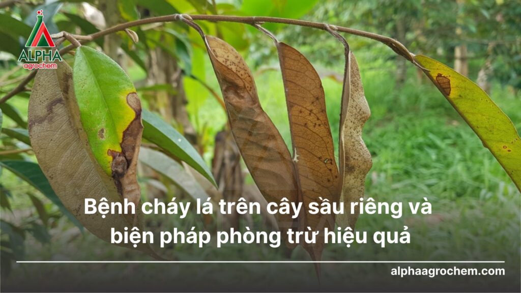 bệnh cháy lá trên cây sầu riêng,nguy hiểm và nặng