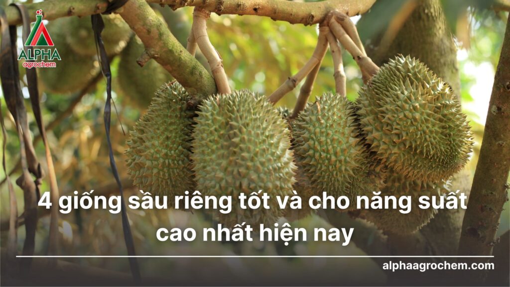trái non sầu riêng
