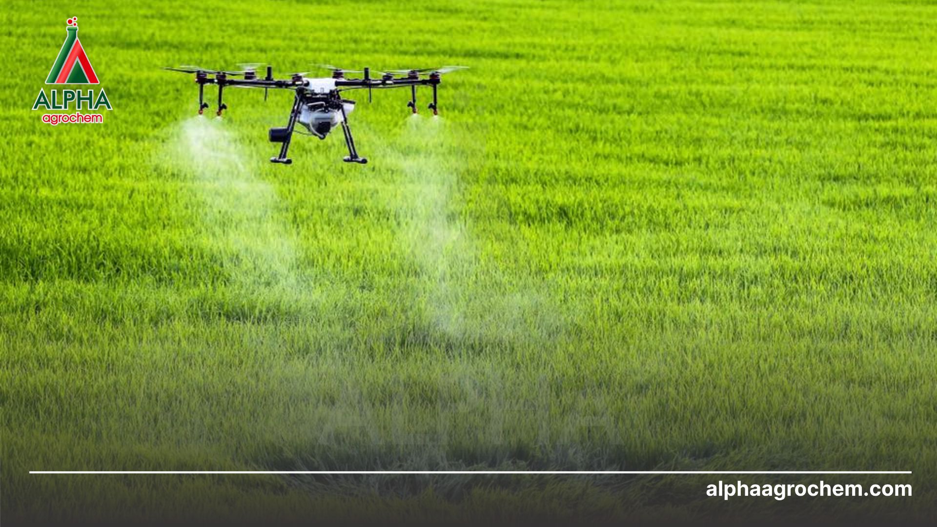 Thuốc trừ sâu - Cartap 4% - LEDAN 4GR