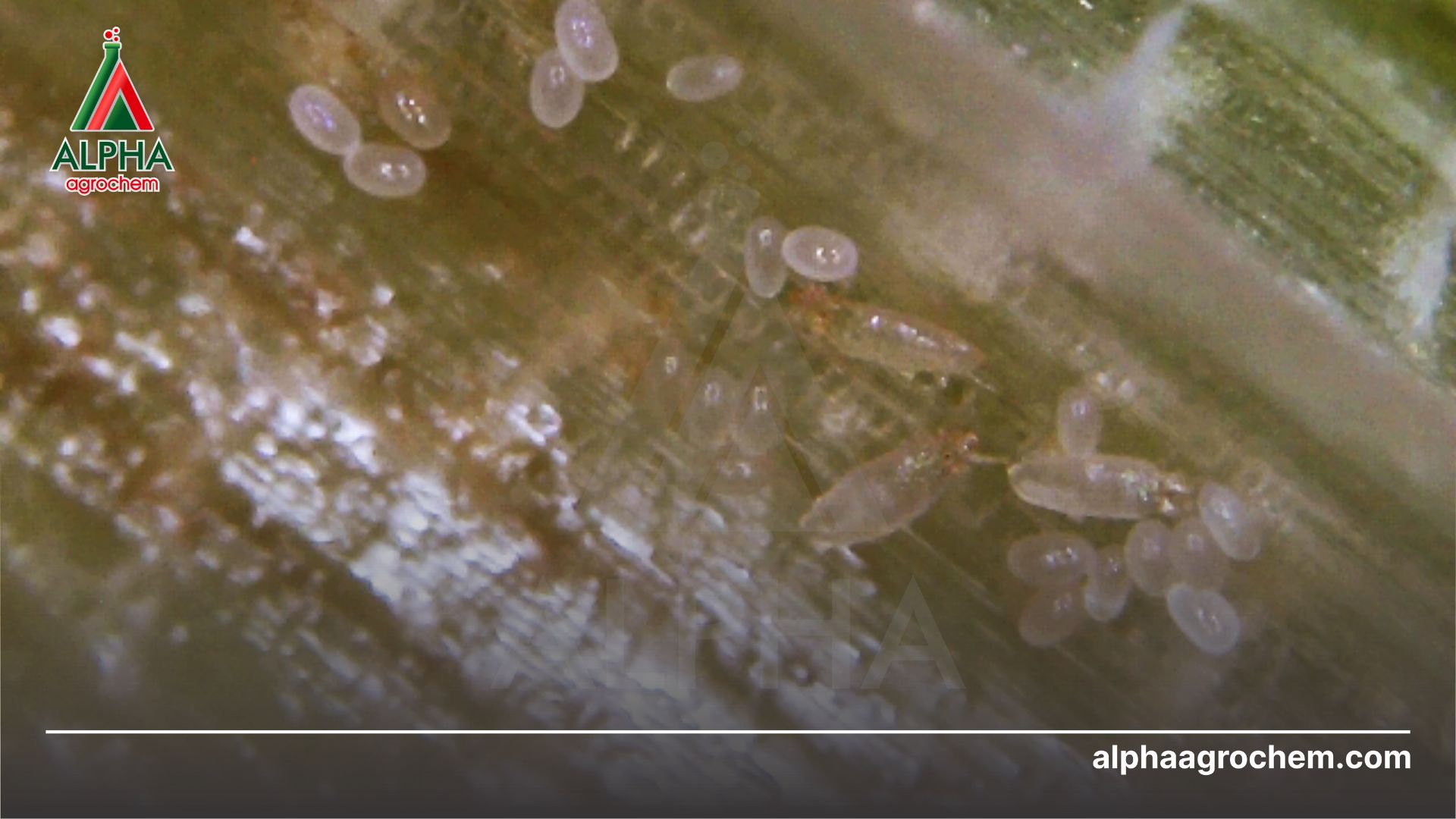 nhện gié chưa tiếp xúc với Thuốc trừ sâu - Pyridaben 150g/l - BIPIMAI 150EC