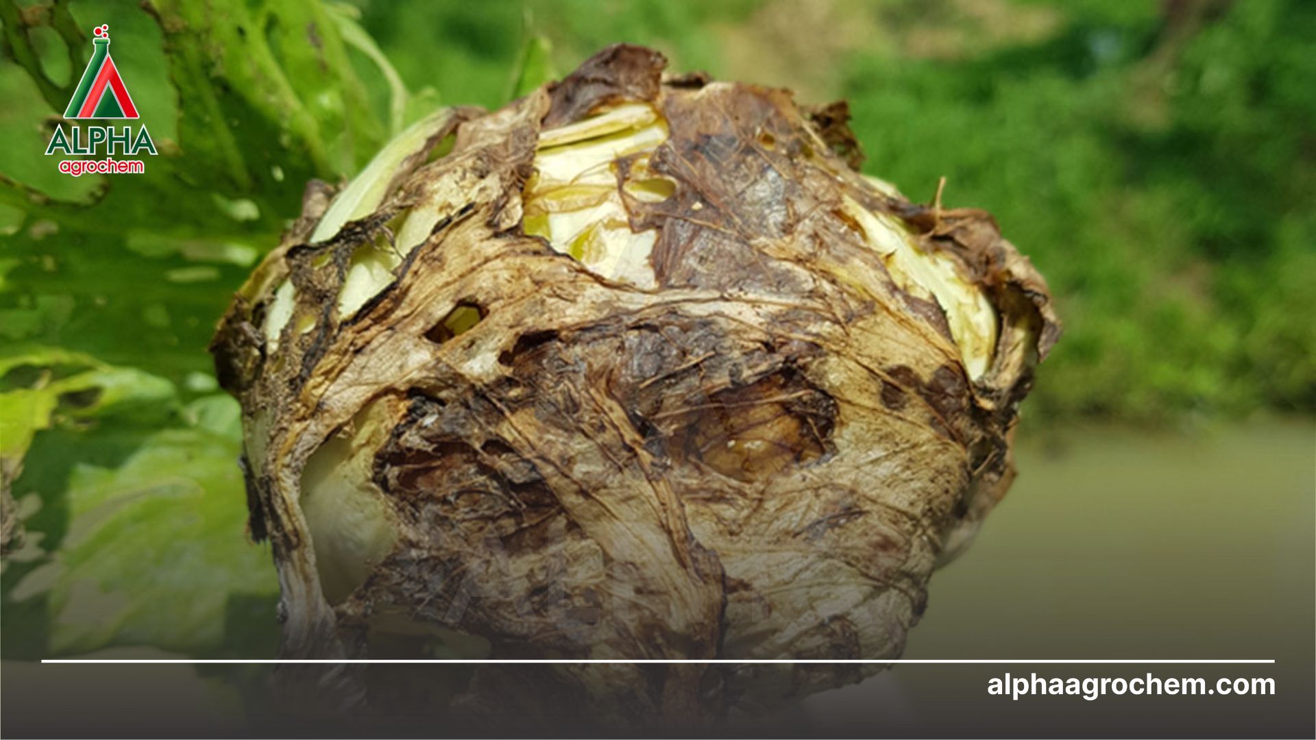 Bệnh thối hạch bắp cải