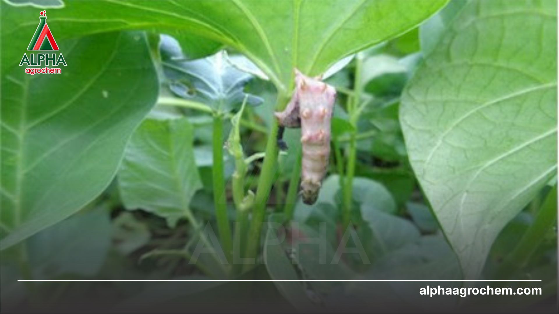 sâu chết khi bị phun thuốc trừ sâu