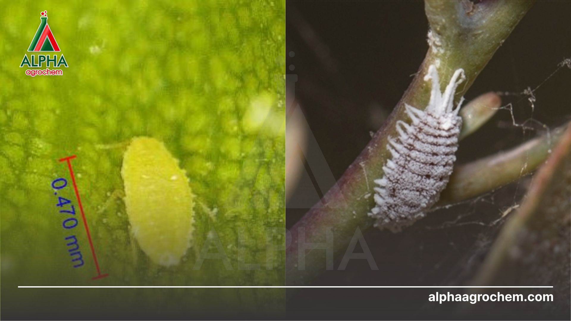 con non và trưởng thành rệp sáp 