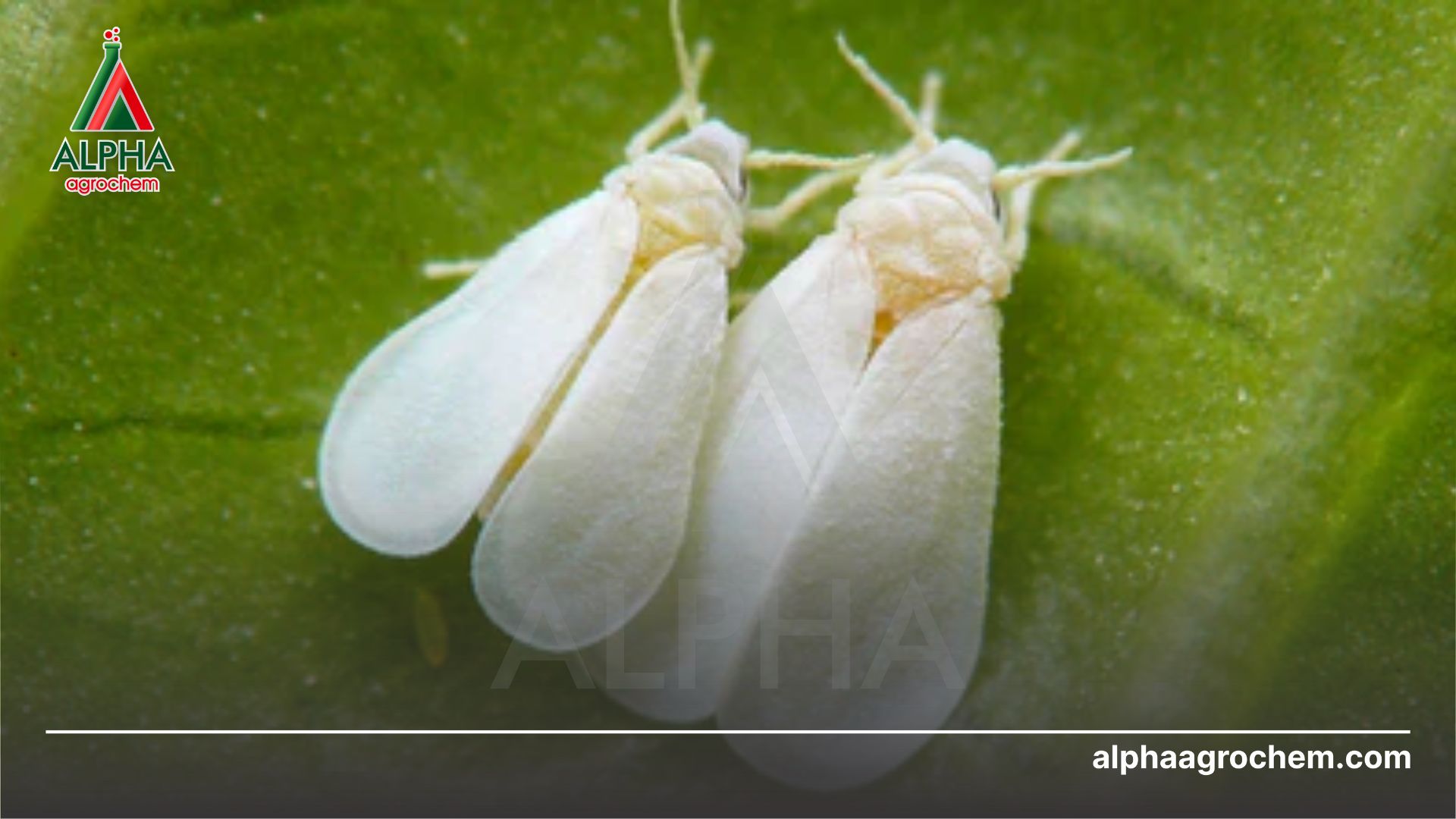 rầy phấn trắng 