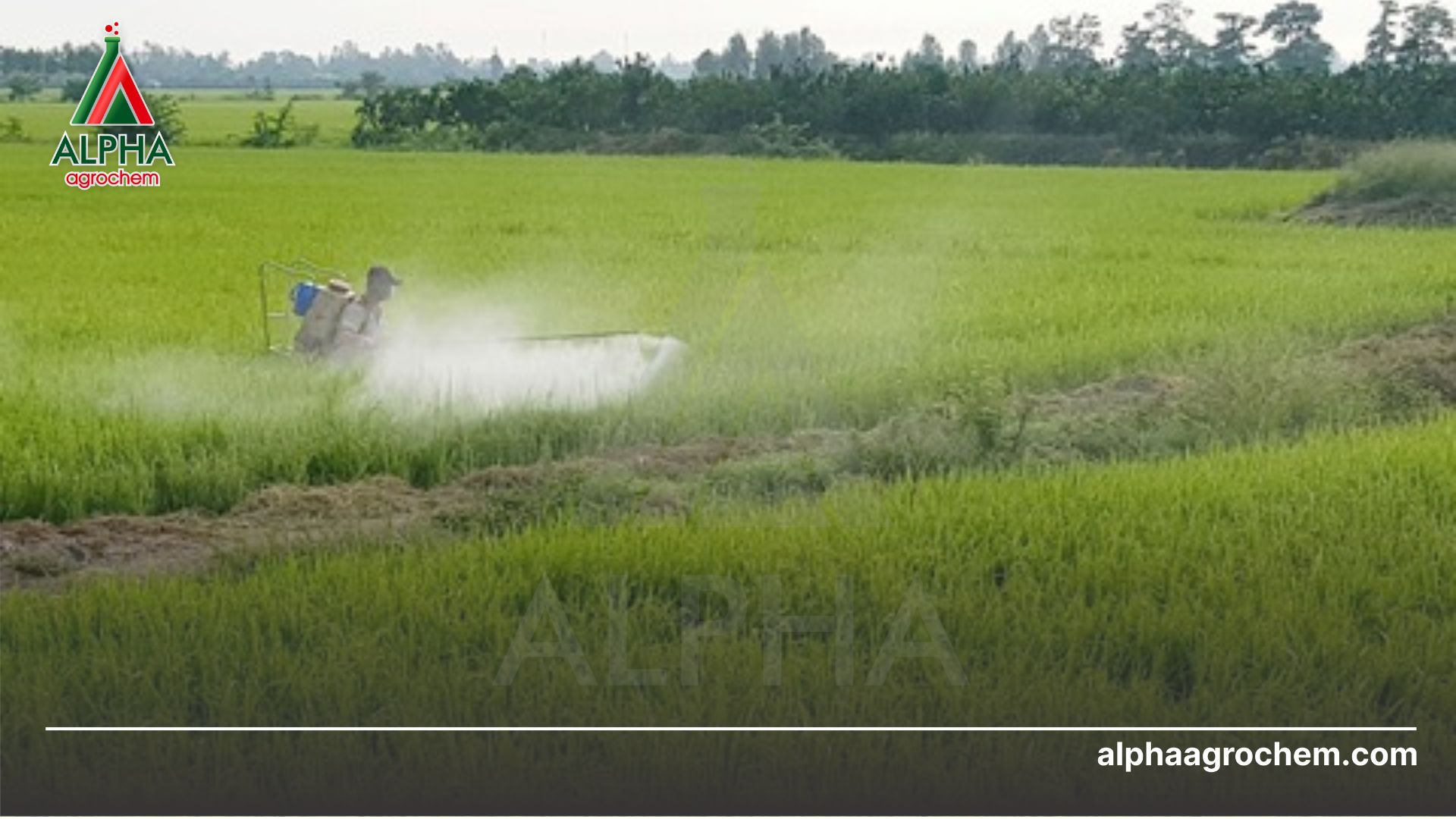 nông dân phun FULLKILL 50EC