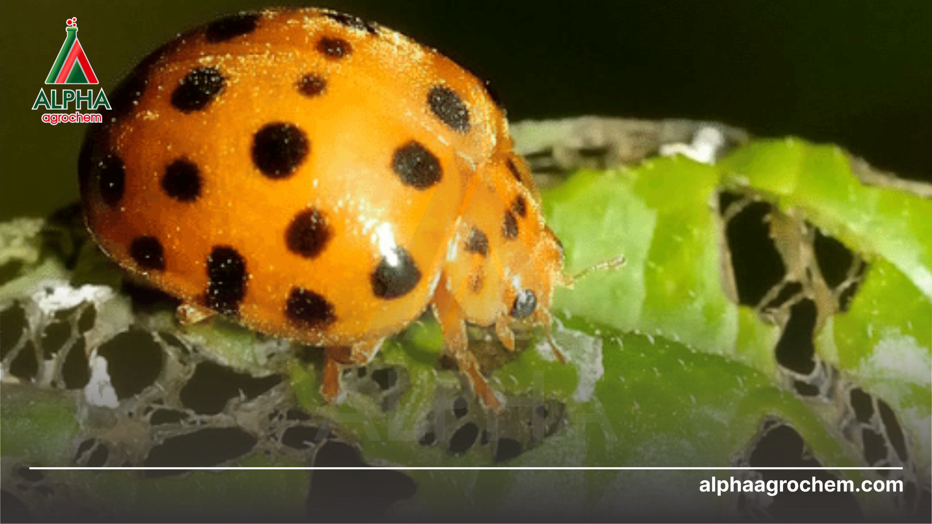 bọ rùa gây hại