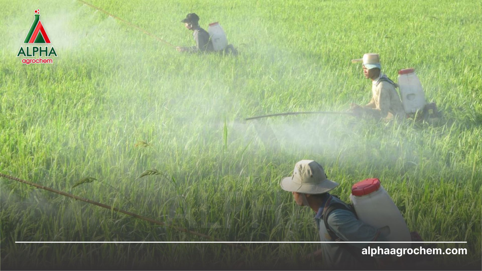 nông dân phun Thuốc trừ sâu - Acetamiprid 25% + Imidacloprid 8% - CAYMAN GOLD 33WP