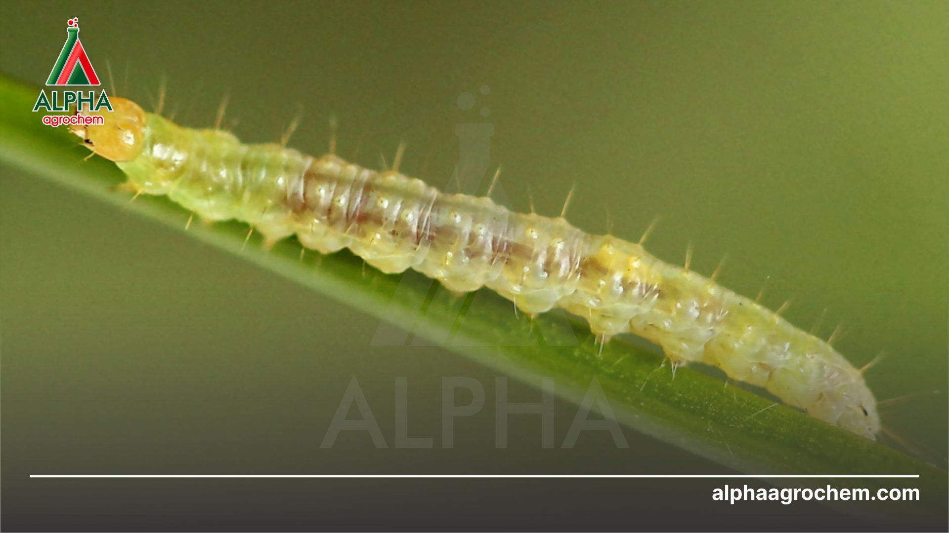 sâu bệnh hại cây 