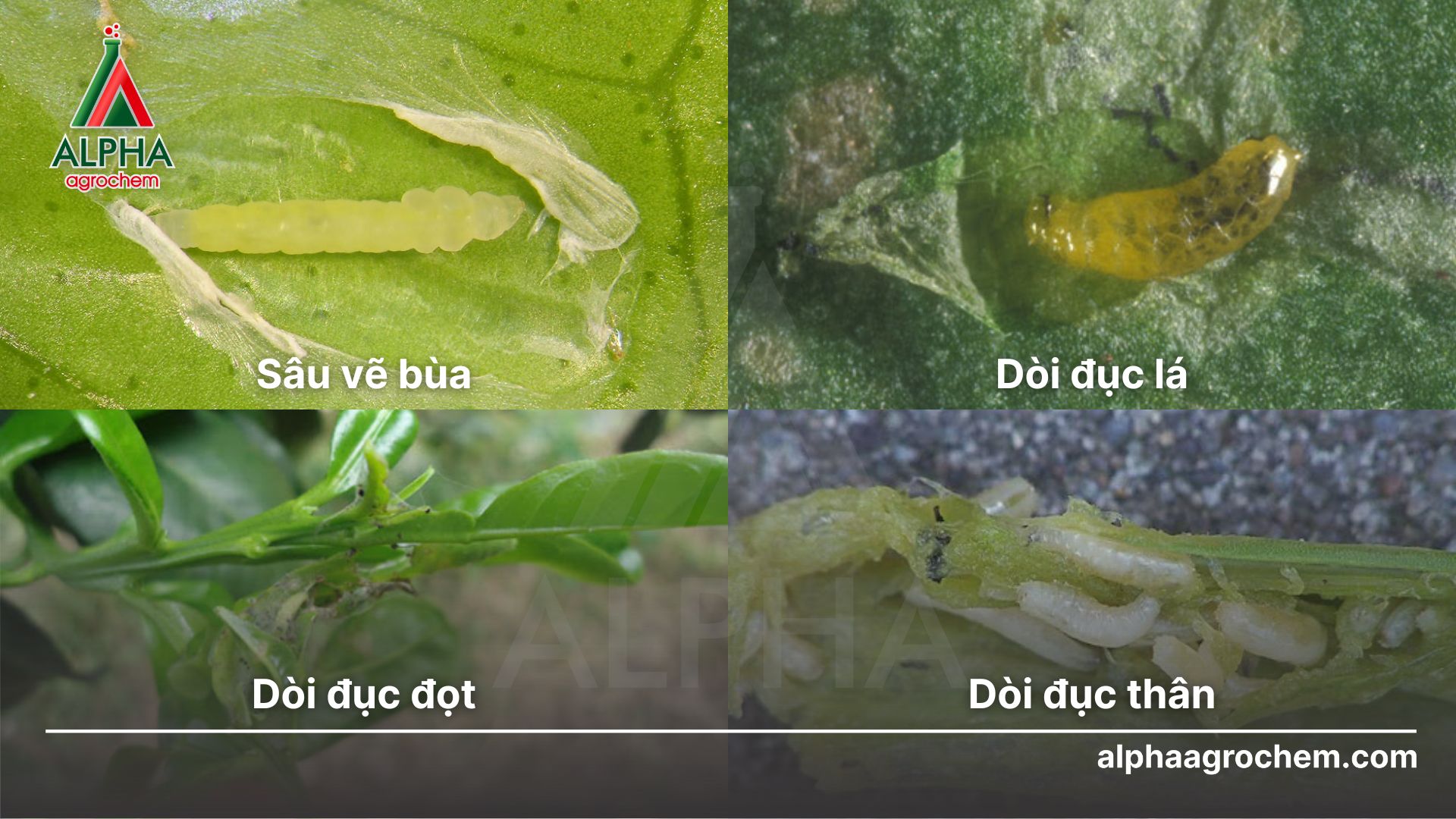 các loài sâu hại cây trồng