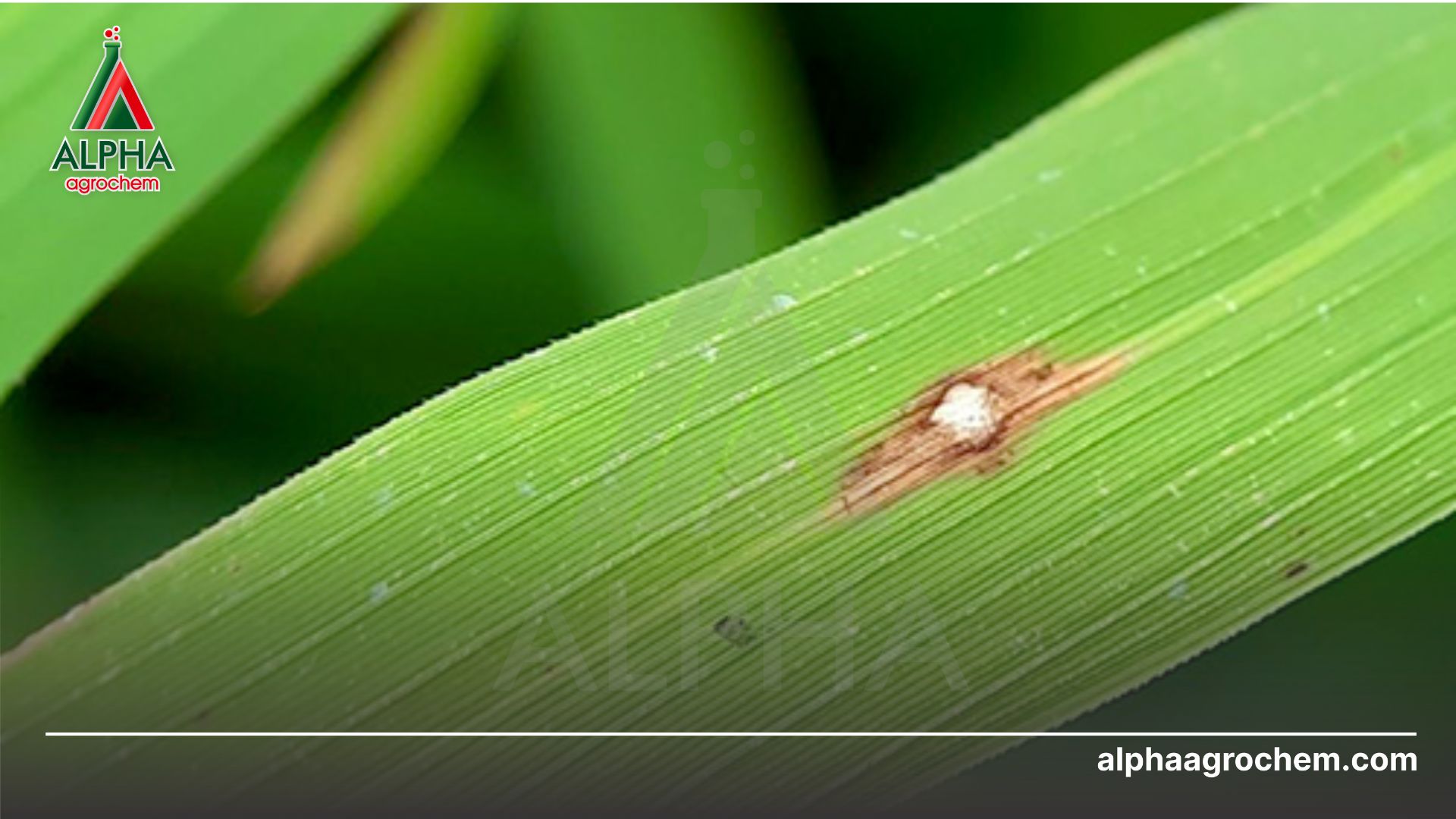bệnh đạo ôn trên lúa 