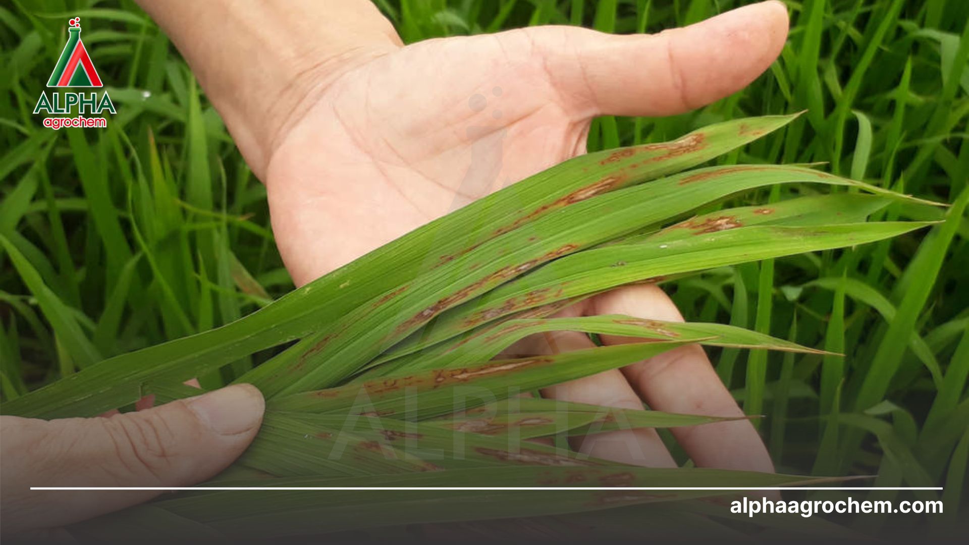bệnh đạo ôn cây lúa