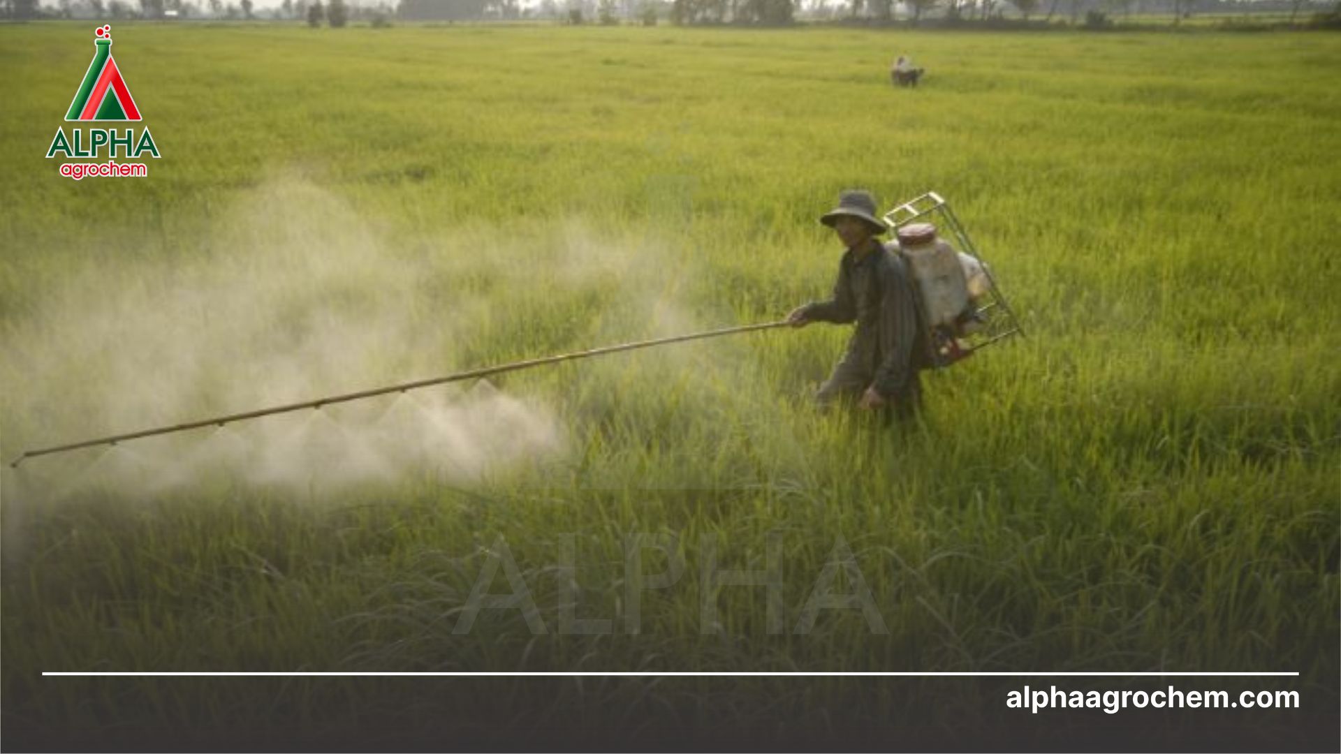 nông dân phun Thuốc trừ bệnh - Trichoderma viride 1% - BIOBUS 1.00WP