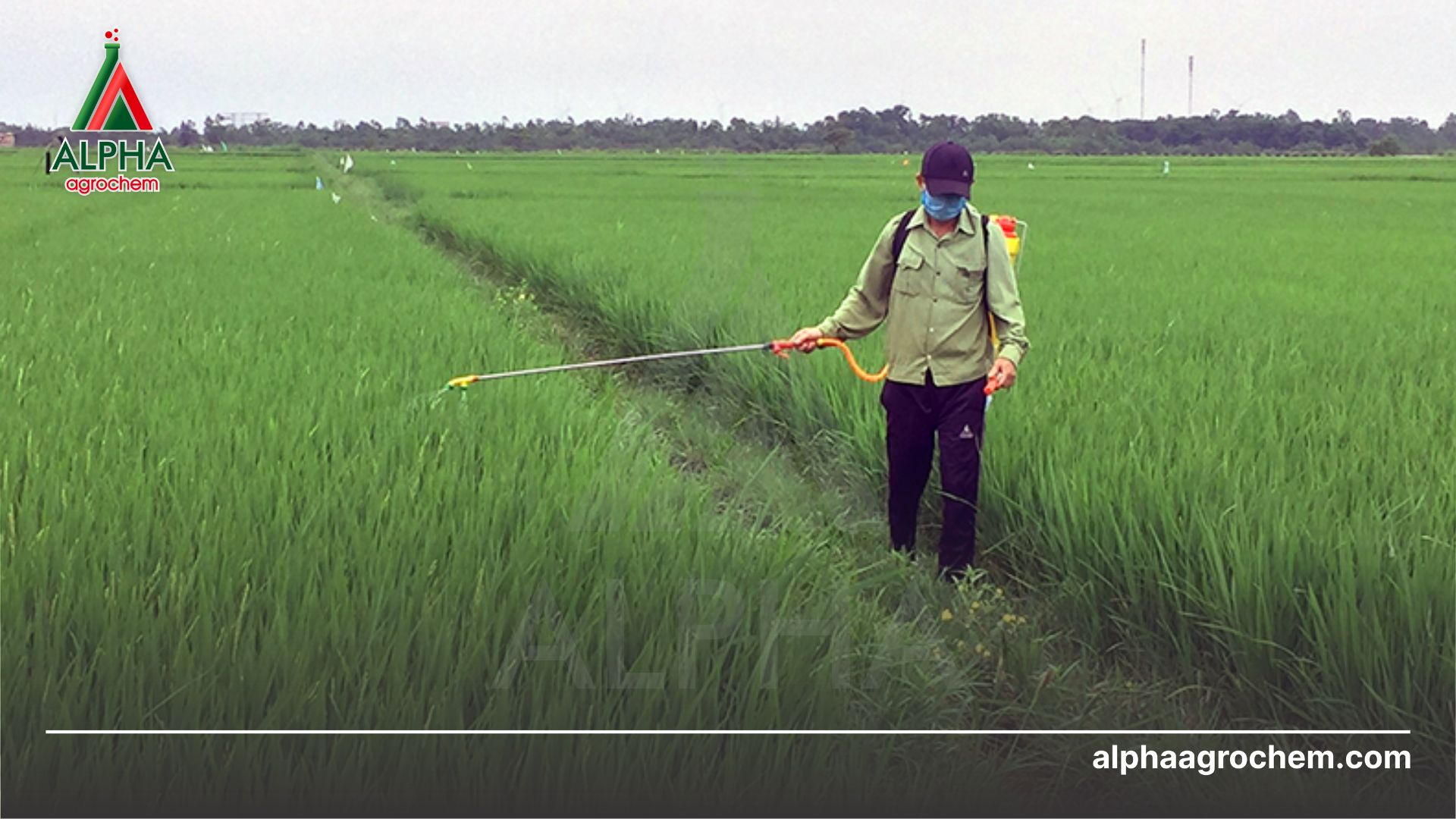 nông dân phun Thuốc trừ bệnh - Isoprothiolane 40% + Hexaconazole 5% - Starmonas 45WP