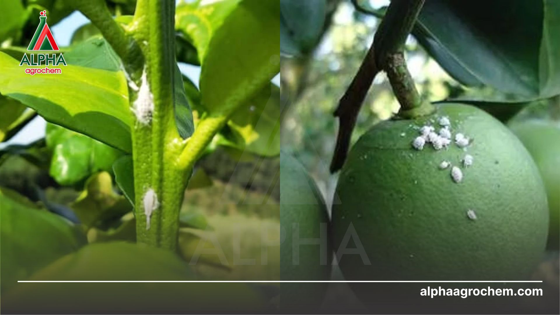 rệp hại cây bưởi 