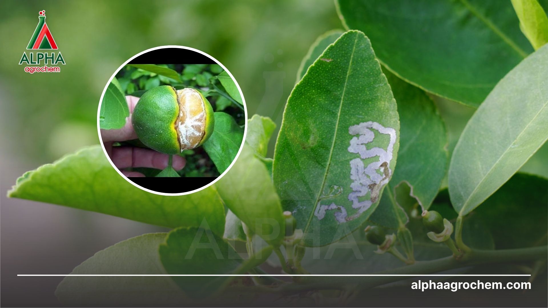 sâu vẽ bùa hại cây 