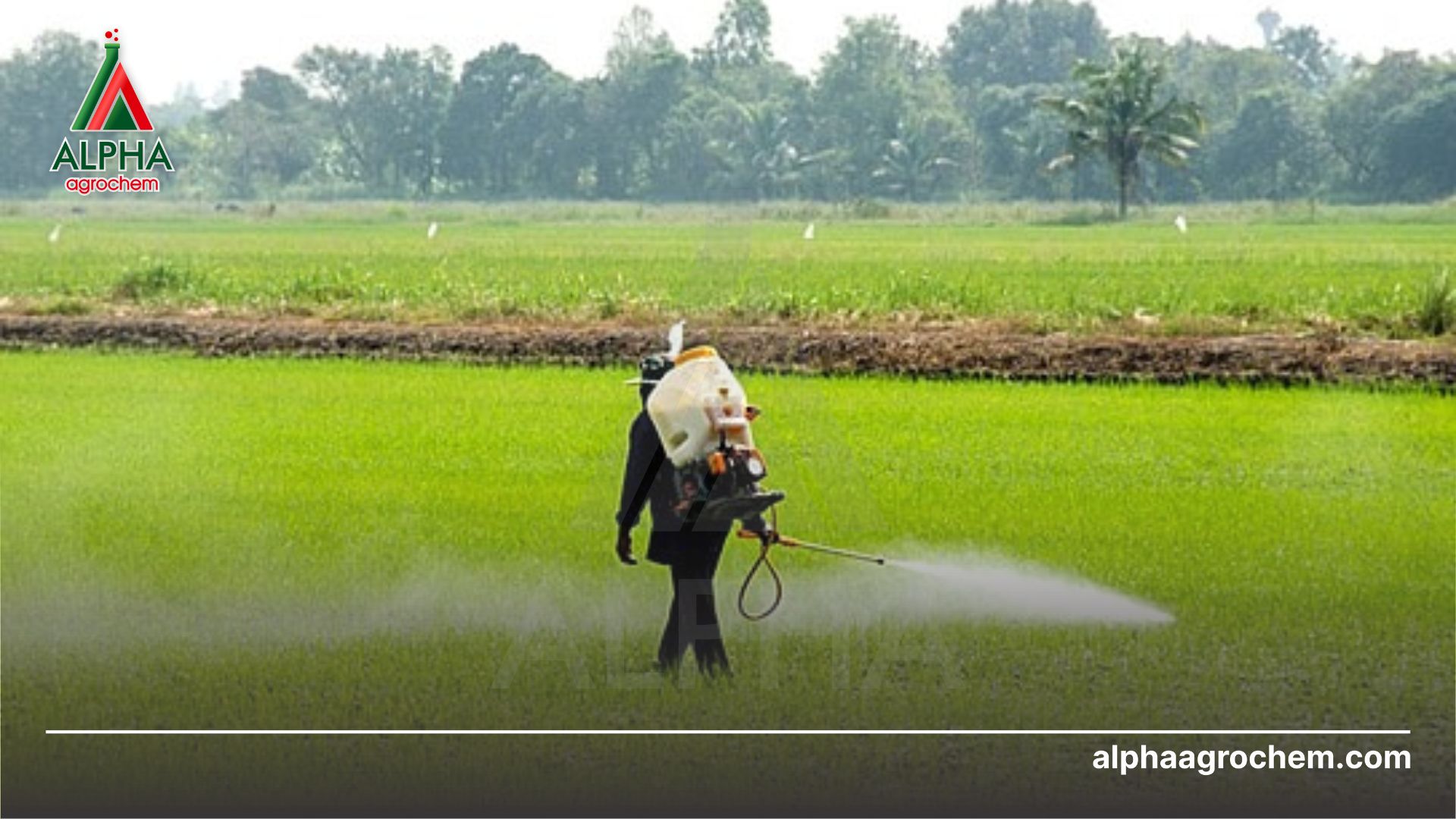 nông dân phun Thuốc trừ bệnh - Mancozeb 64% + Metalaxyl-M4% - Rildzomigol Super 68WG