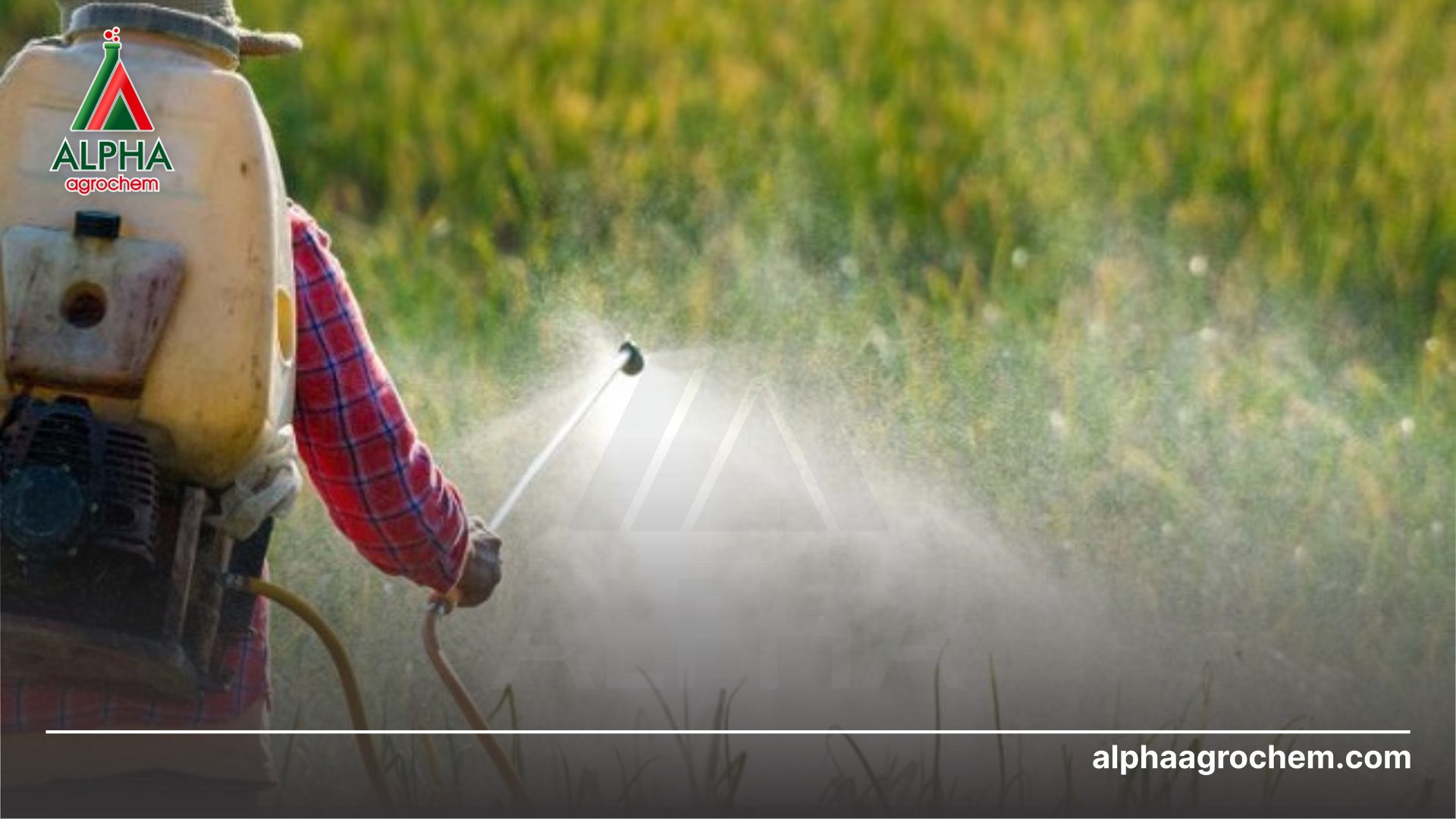 nông dân phun thuốc từ sâu