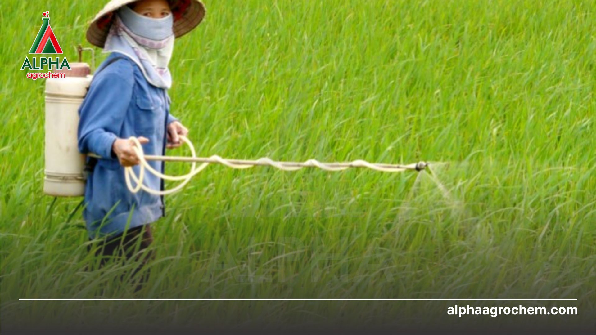 nông dân phun Thốc trừ sâu - Fenvalerate 200g/1 - FANTASY 20EC