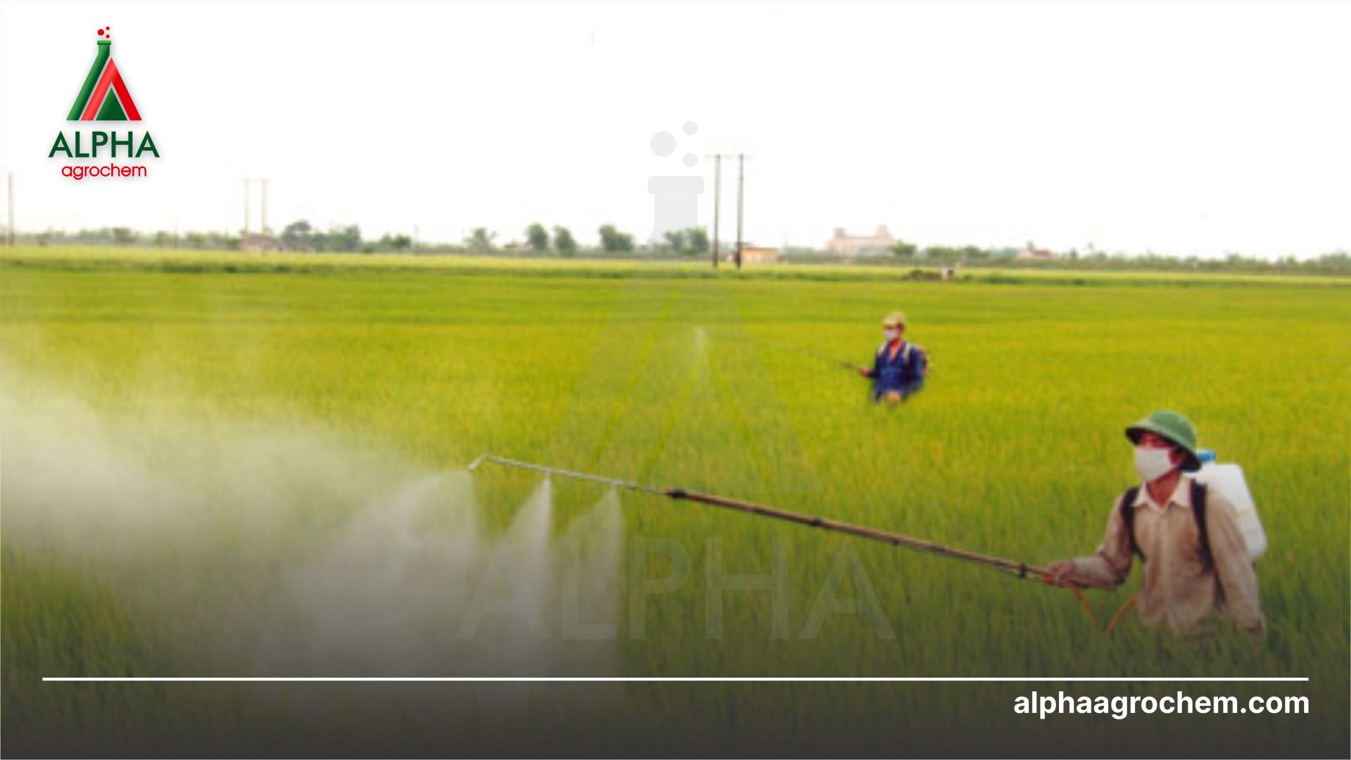 nông dân phun Thuốc trừ bệnh - Hexaconazole 30g/l + Tricyclazole 220g/l - DOHAZOL 250SC